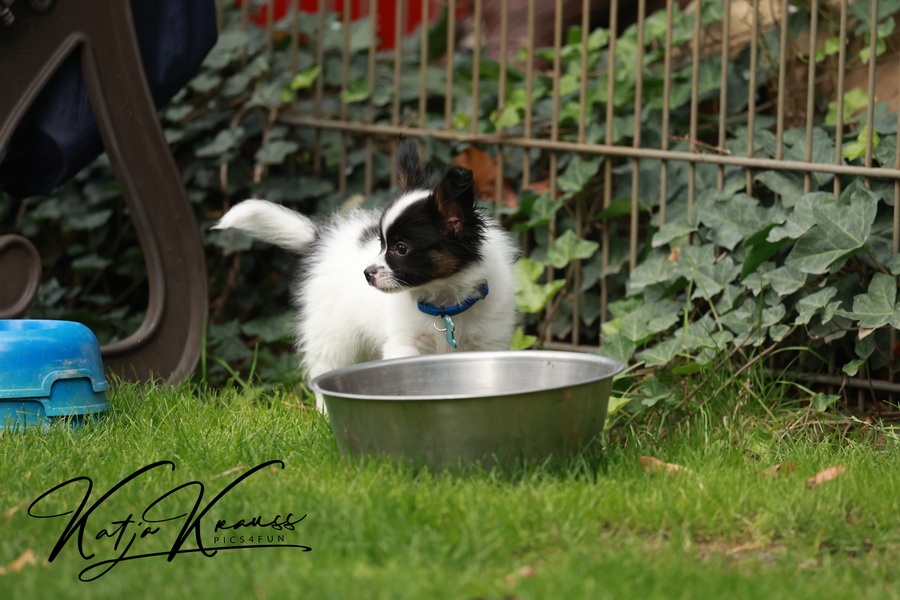 Fotogalerien - Hundeschule GREH
