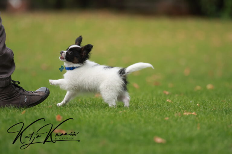 Hundeschule-GREH-4WelpM_2O4A6941