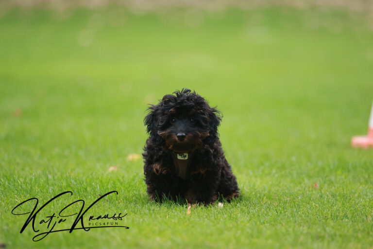 Hundeschule-GREH-4WelpM_2O4A7048