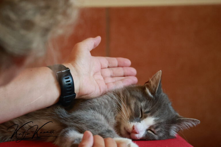 Tellington TTouch online - Hundeschule GREH Hundeschule-GREH-51Katze_2O4A7264