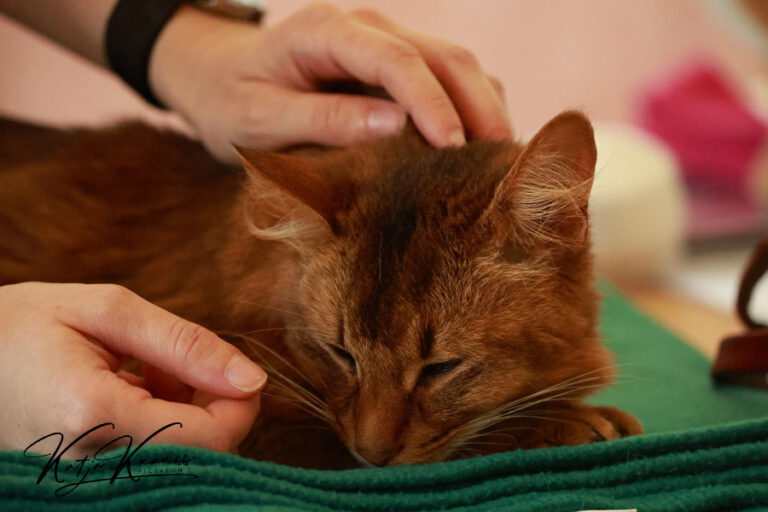 Tellington TTouch online - Hundeschule GREH Hundeschule-GREH-51Katze_2O4A7365