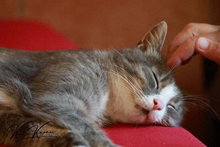 Tellington TTouch online - Hundeschule GREH Hundeschule-GREH-51Katze_2O4A7399