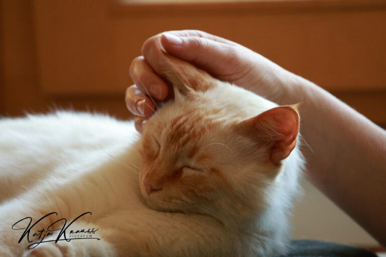 Tellington TTouch online - Hundeschule GREH Hundeschule-GREH-51Katze_2O4A7436