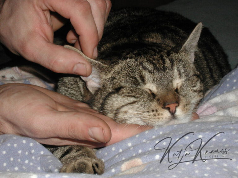 Tellington TTouch online - Hundeschule GREH OLYMPUS DIGITAL CAMERA