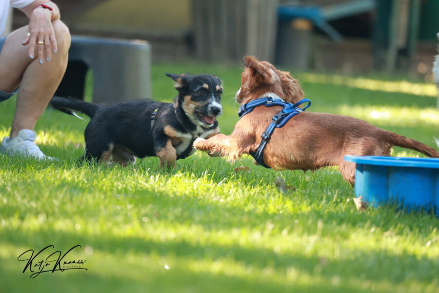 Fotogalerien - Hundeschule GREH