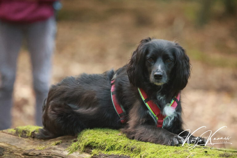 Tellington TTouch® meets Waldbaden - Hundeschule GREH 2O4A8245