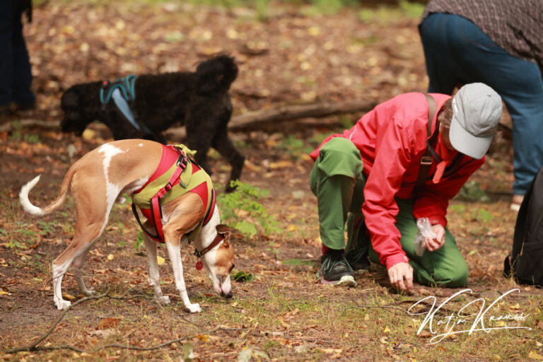 Tellington TTouch® meets Waldbaden - Hundeschule GREH 2O4A8287