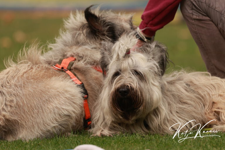 Tellington TTouch® meets Waldbaden - Hundeschule GREH 2O4A8347
