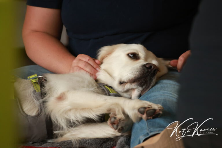 Tellington TTouch® meets Waldbaden - Hundeschule GREH 2O4A8395