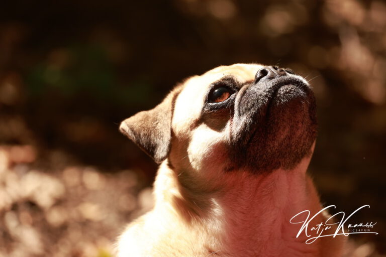 Tellington TTouch® meets Waldbaden - Hundeschule GREH 2O4A8642