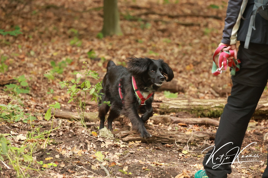 Fotogalerien - Hundeschule GREH