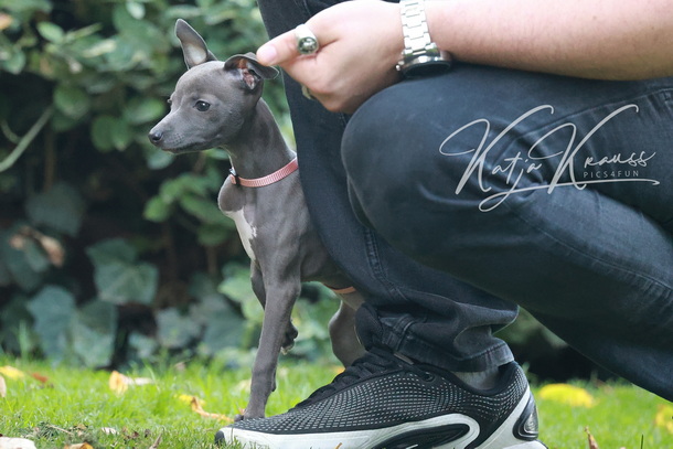 Welpenspiel- und Prägestunden für kleinere Hunde (WS mini) - Hundeschule GREH Hundeschule-GREH-4WelpM 2O4A2511